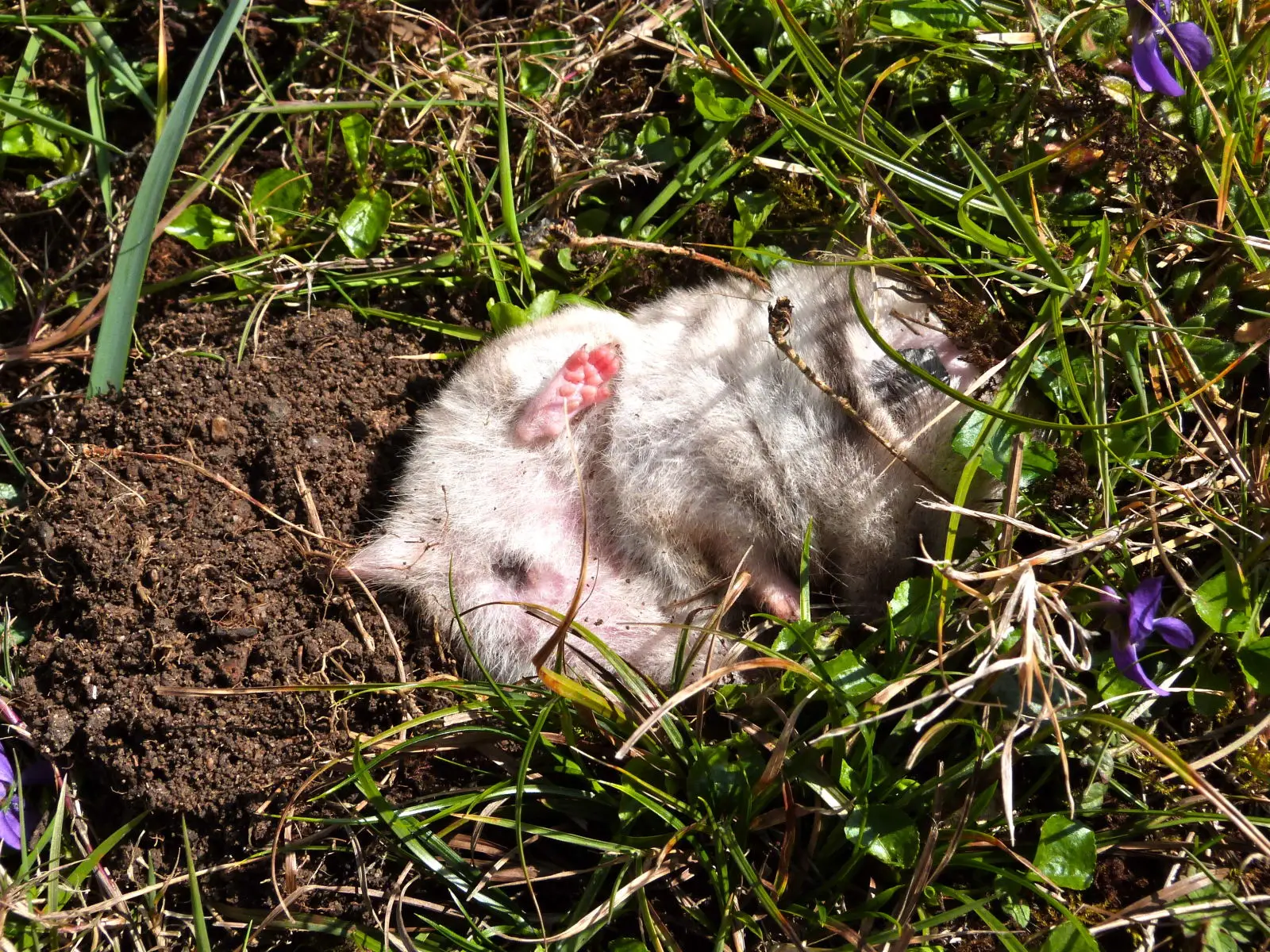 Syrian-Hamster 14