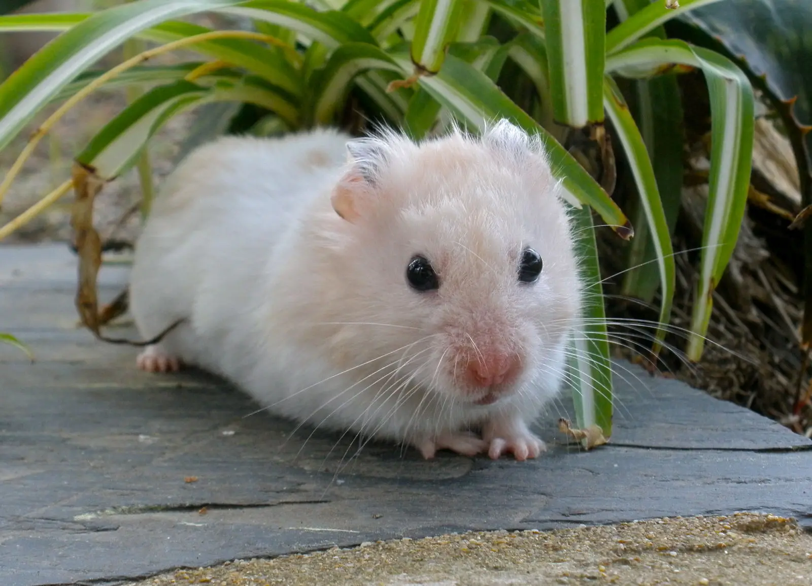 Syrian-Hamster 15
