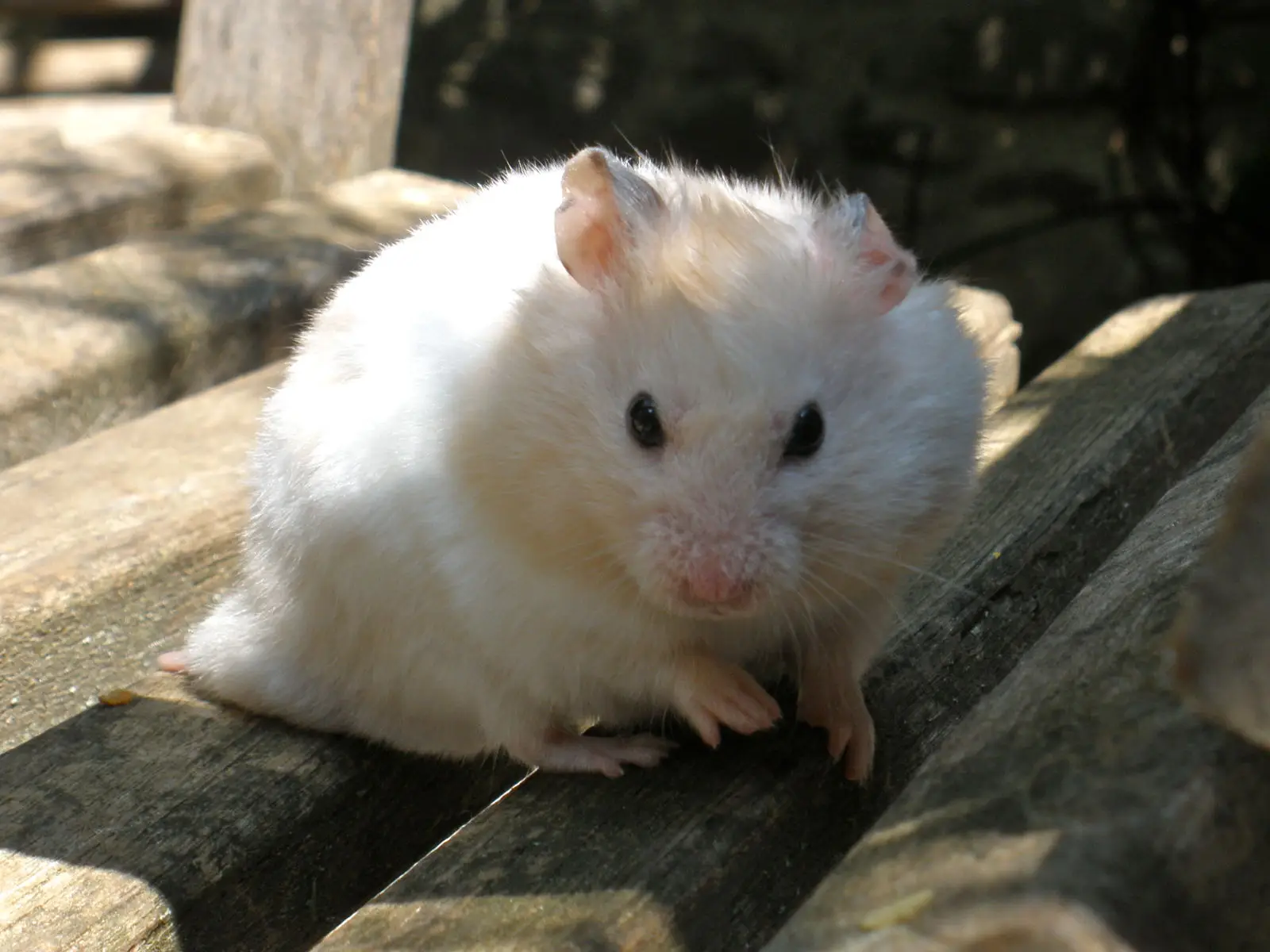Syrian-Hamster 16
