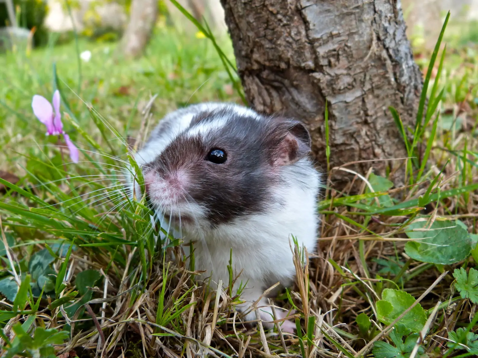 Syrian-Hamster 17