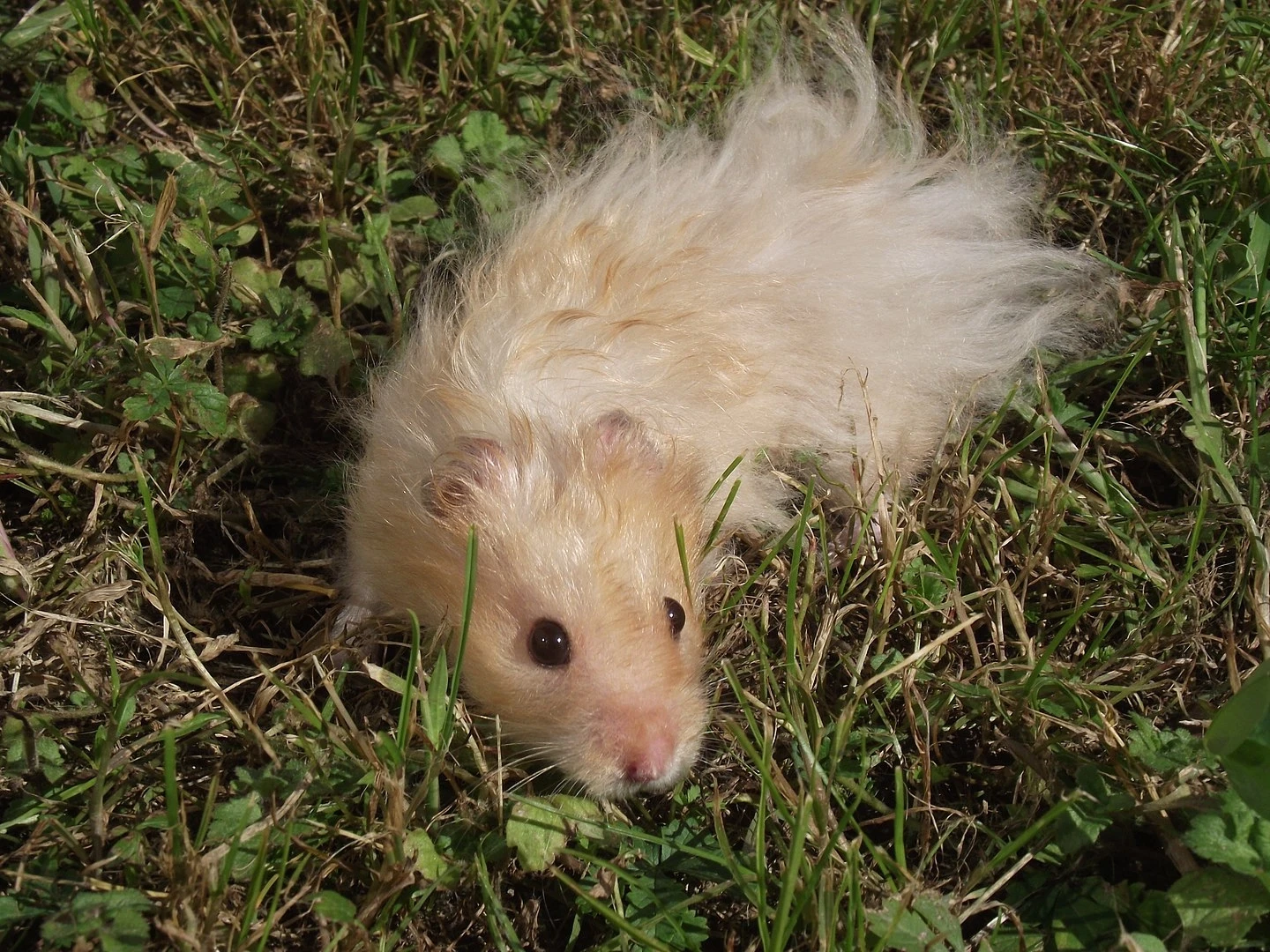Syrian-Hamster 18