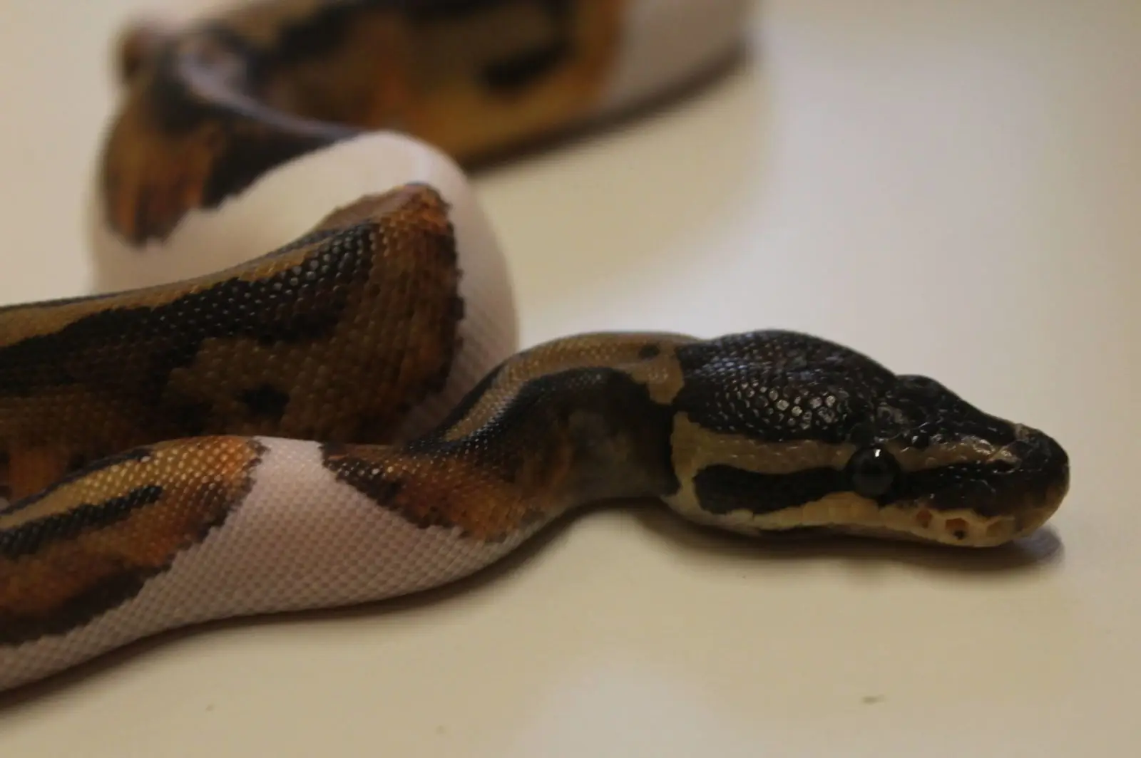 Ball-Python 02