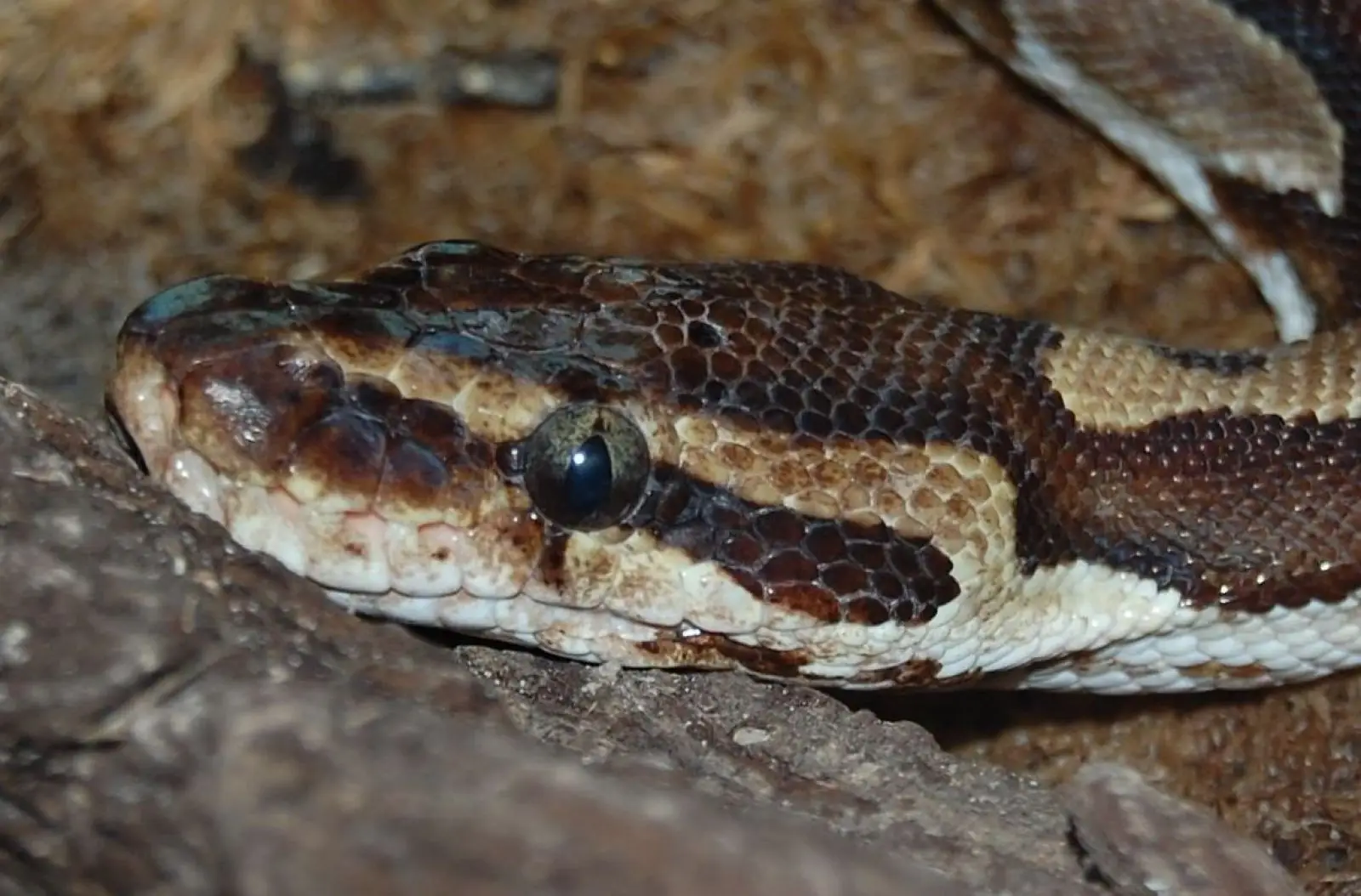 Ball-Python 03