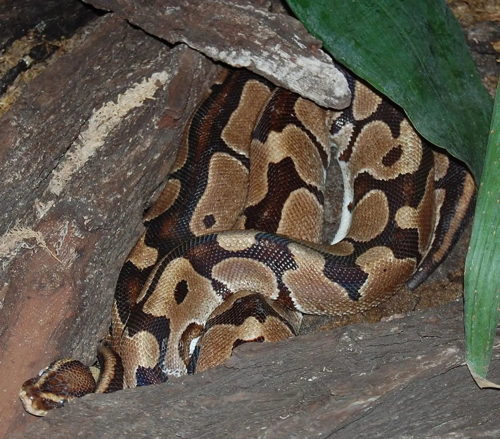 Ball-Python 04