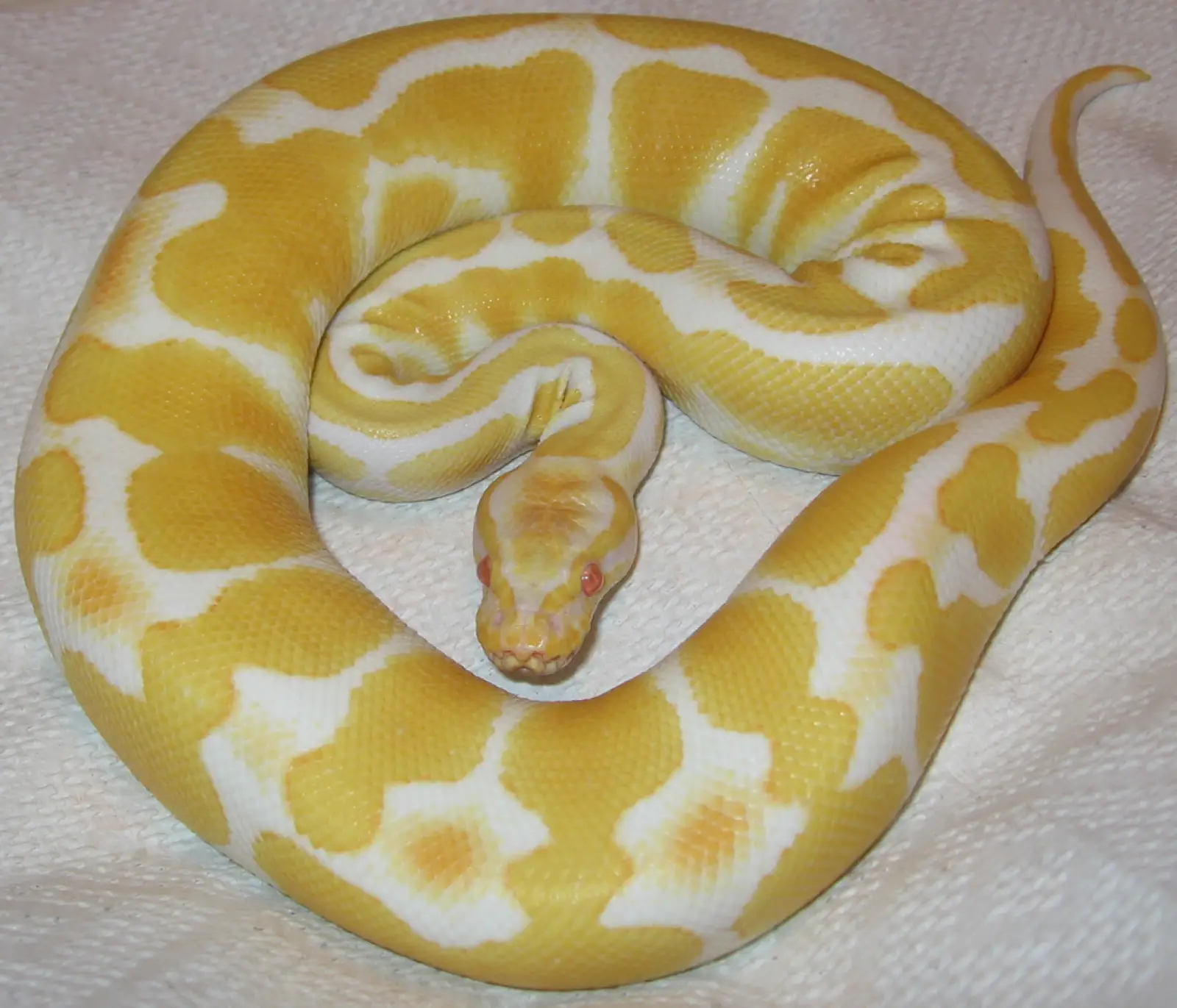 Ball-Python 05