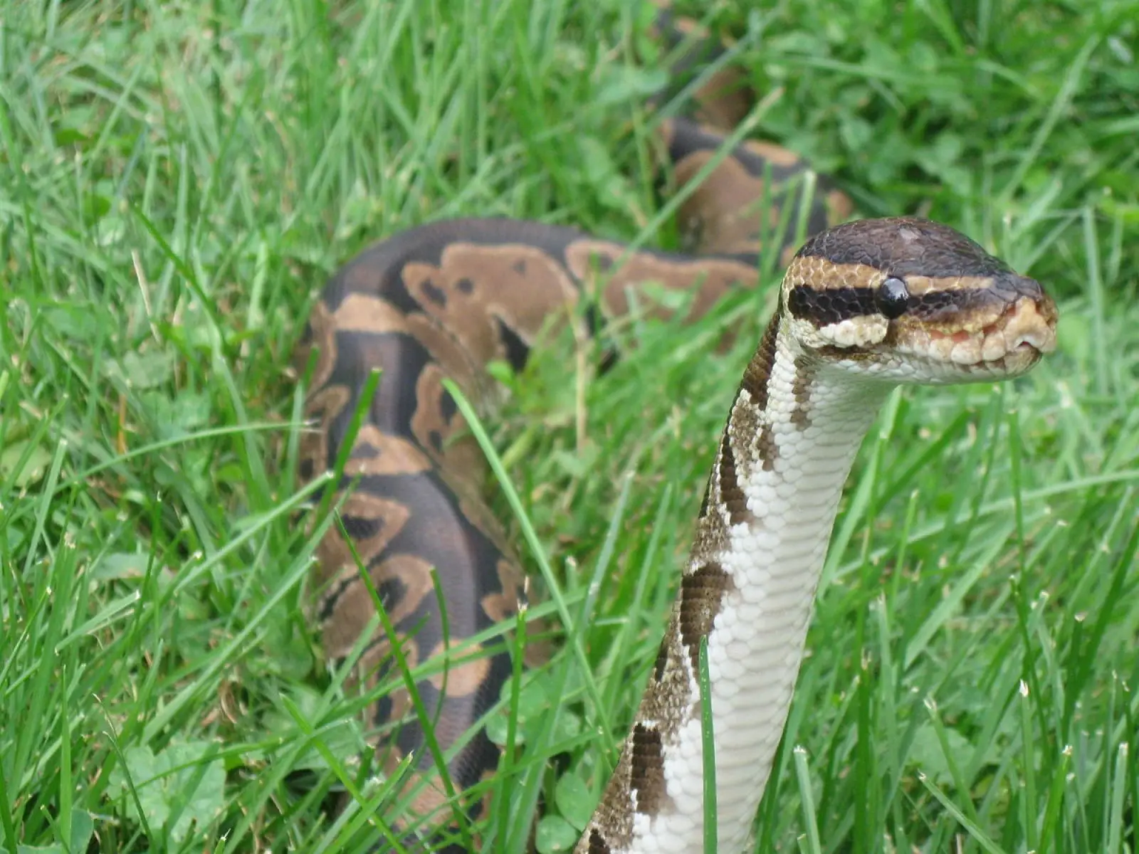 Ball-Python 06