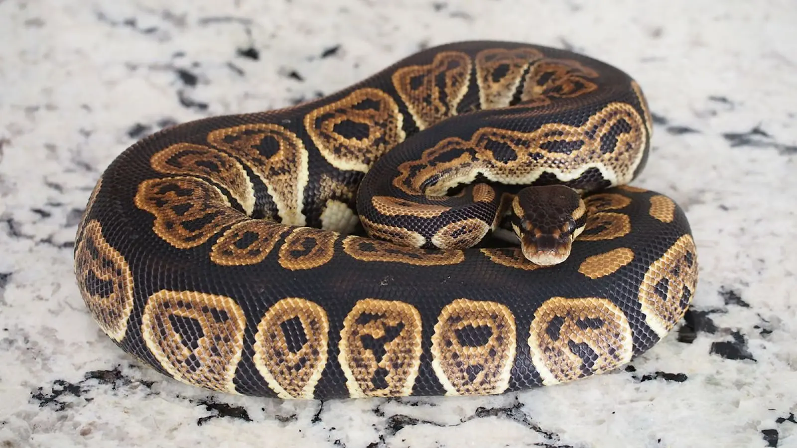 Ball-Python 07