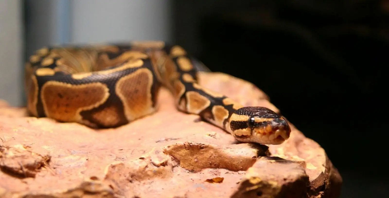 Ball-Python 08