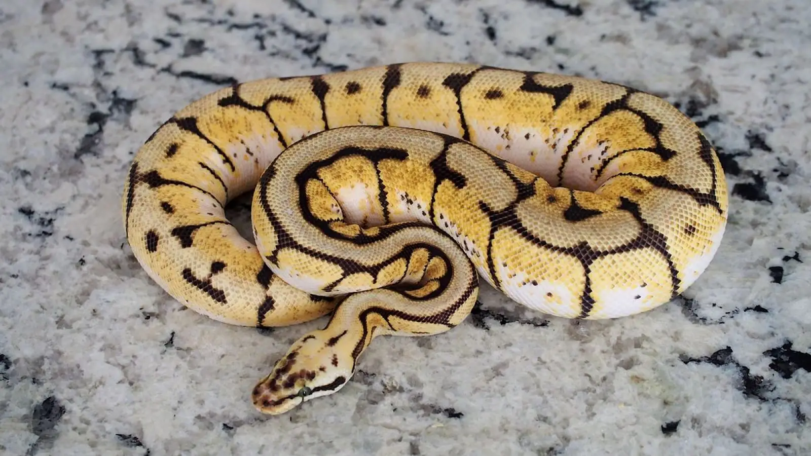 Ball-Python 09