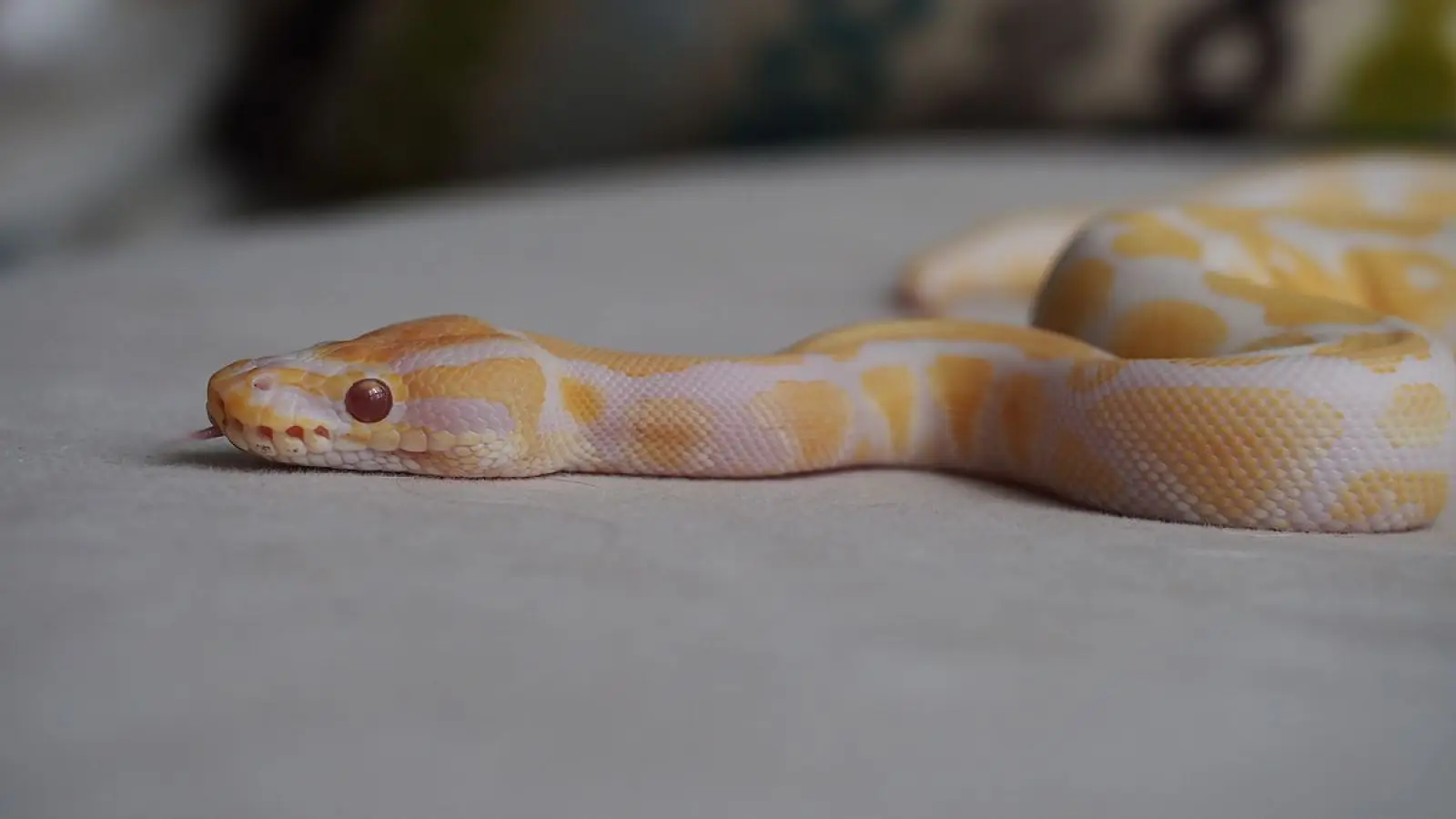 Ball-Python 10