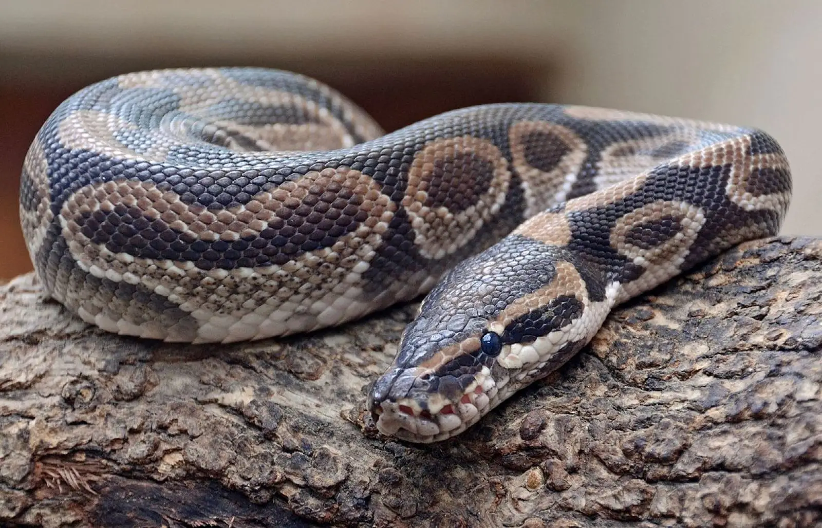 Ball-Python 11
