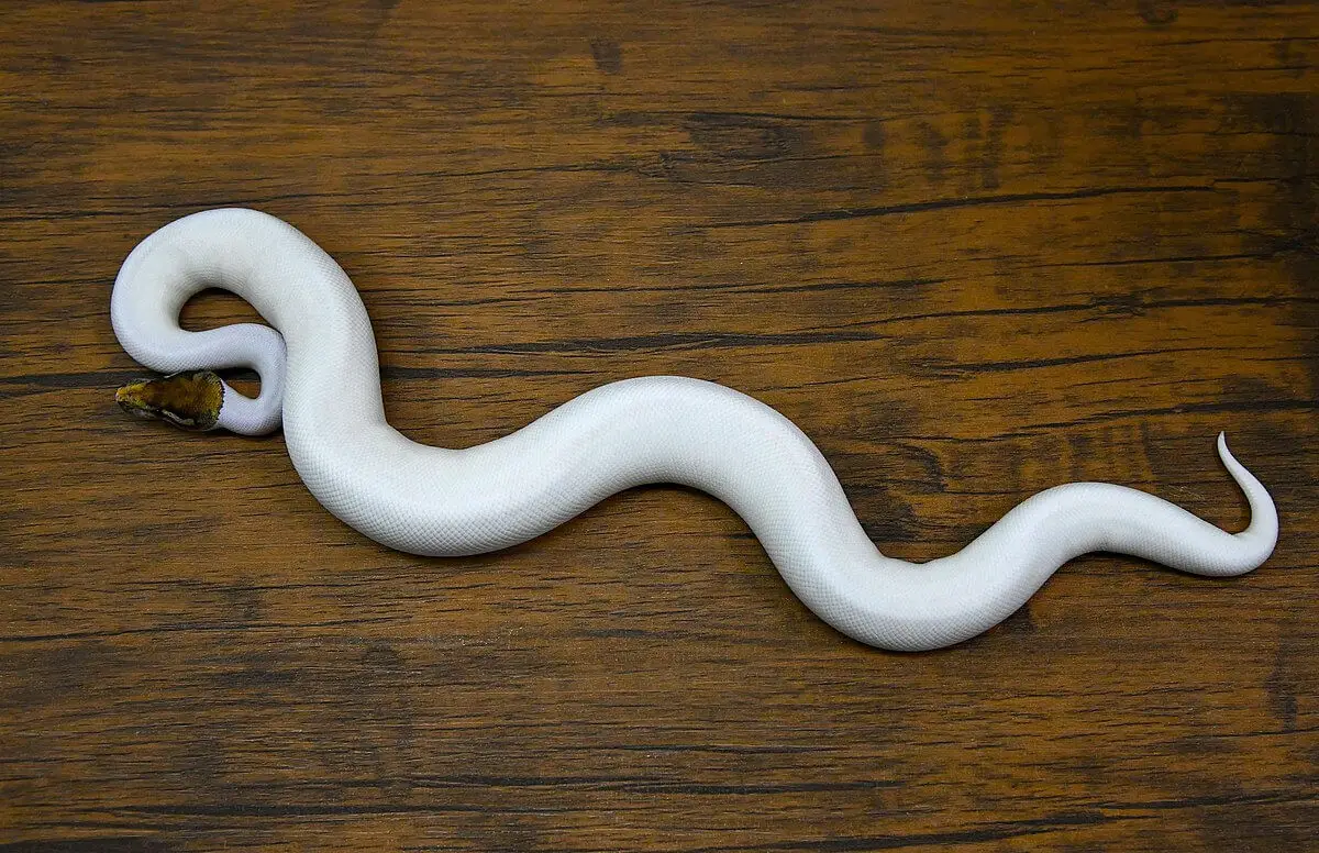 Ball-Python 12