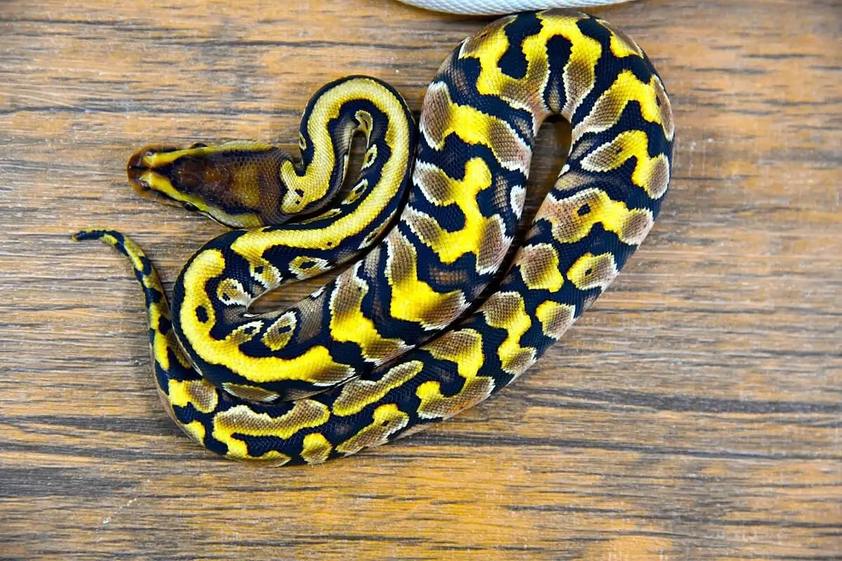 Ball-Python 13