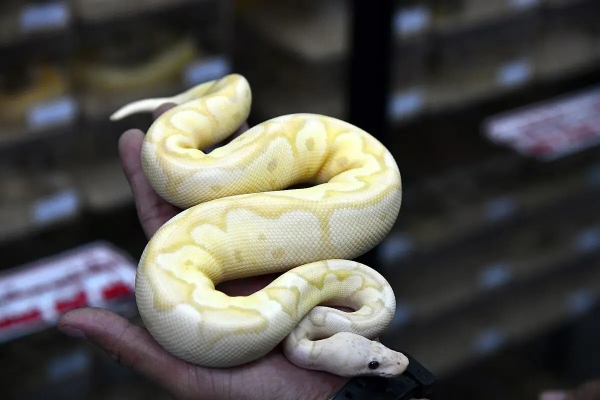 Ball-Python 14