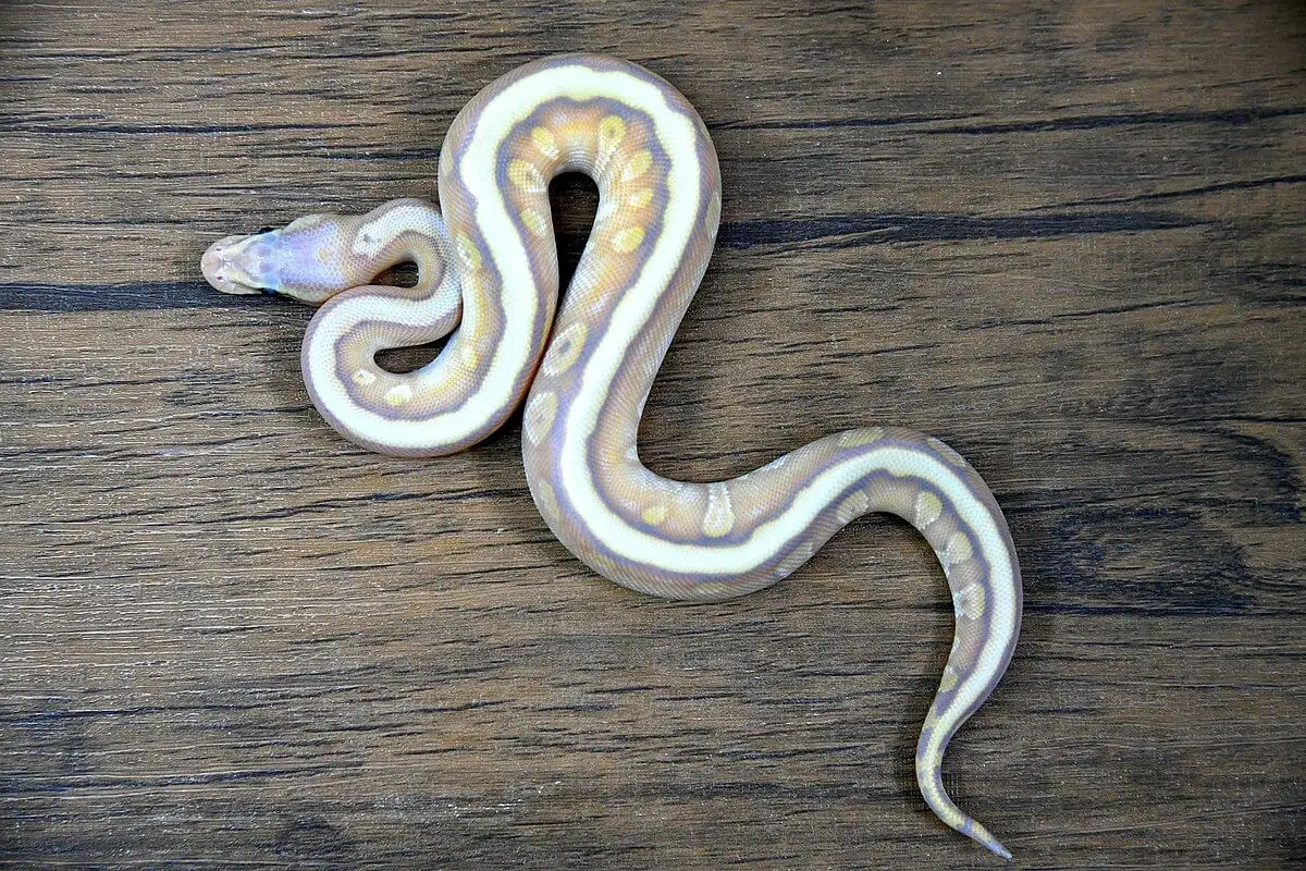 Ball-Python 15