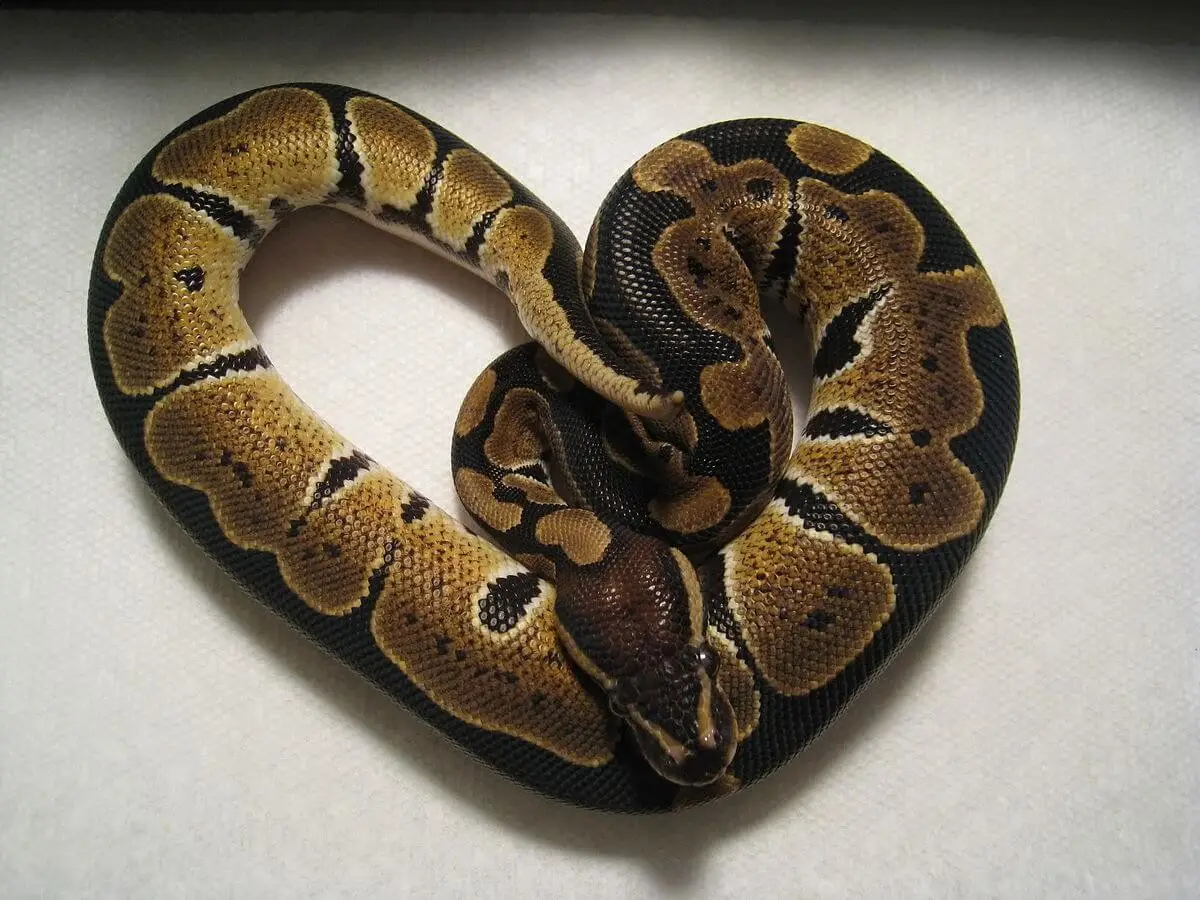 Ball-Python 16