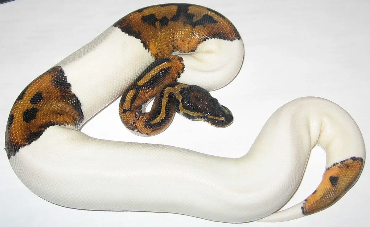 Ball-Python 17