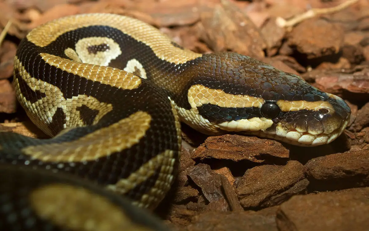 Ball-Python 18