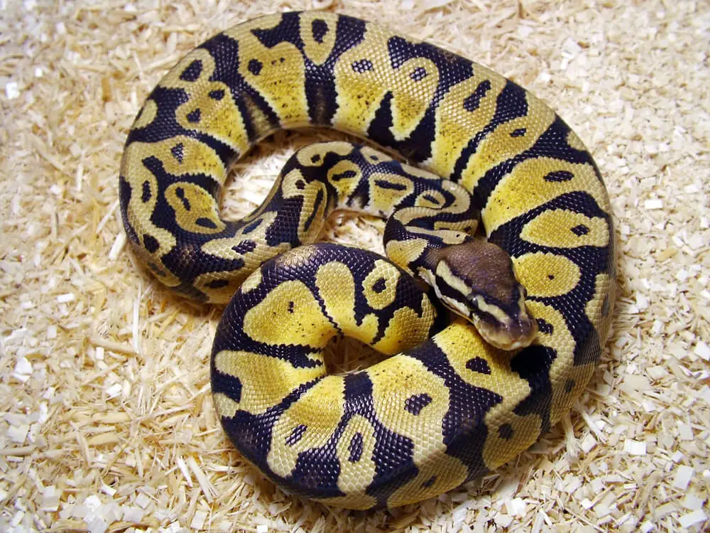 Ball-Python 19