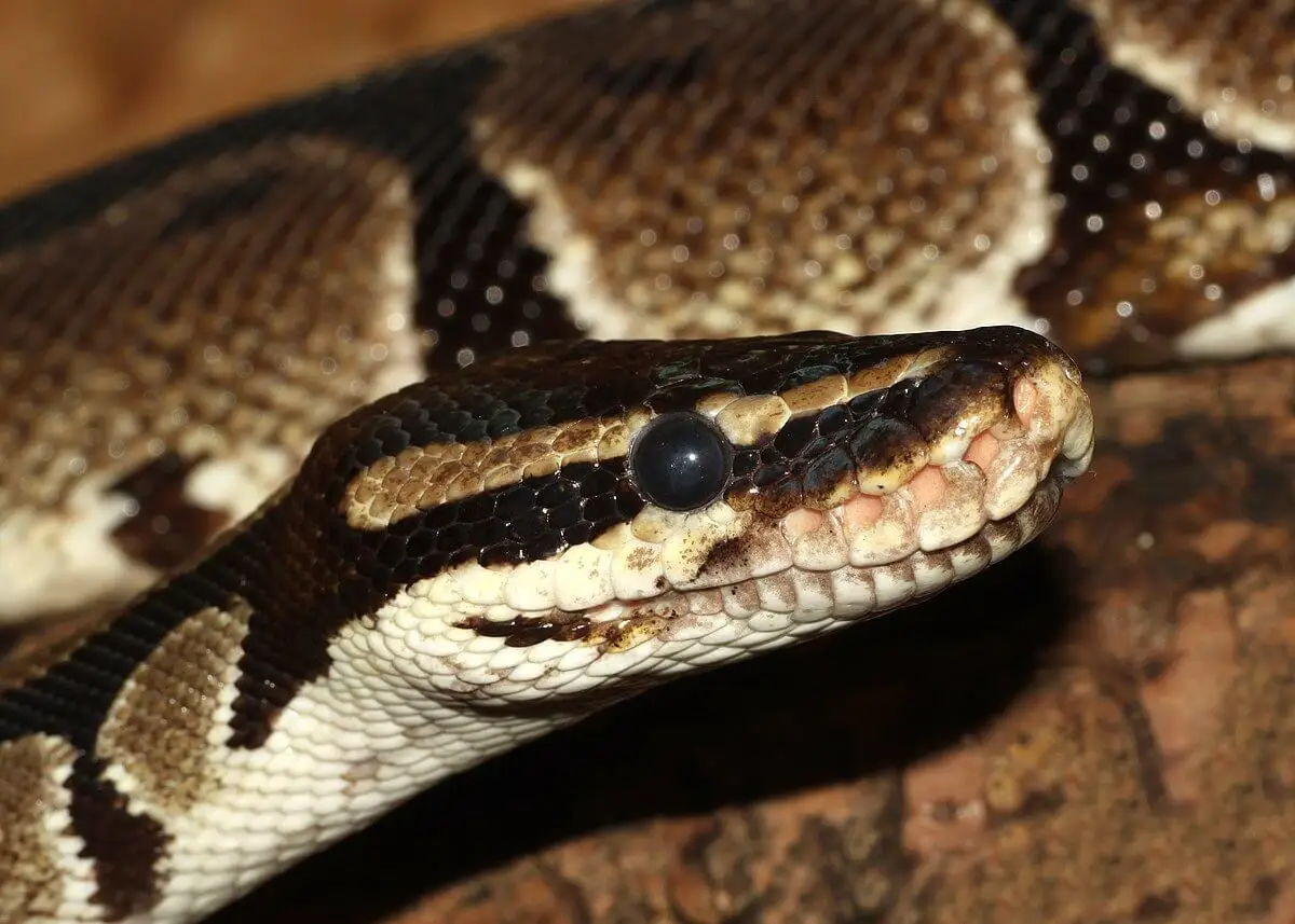Ball-Python 20
