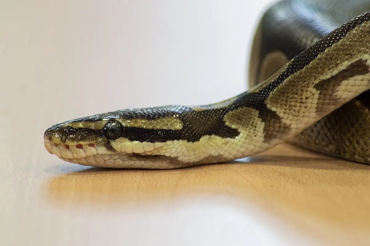 Ball-Python 21