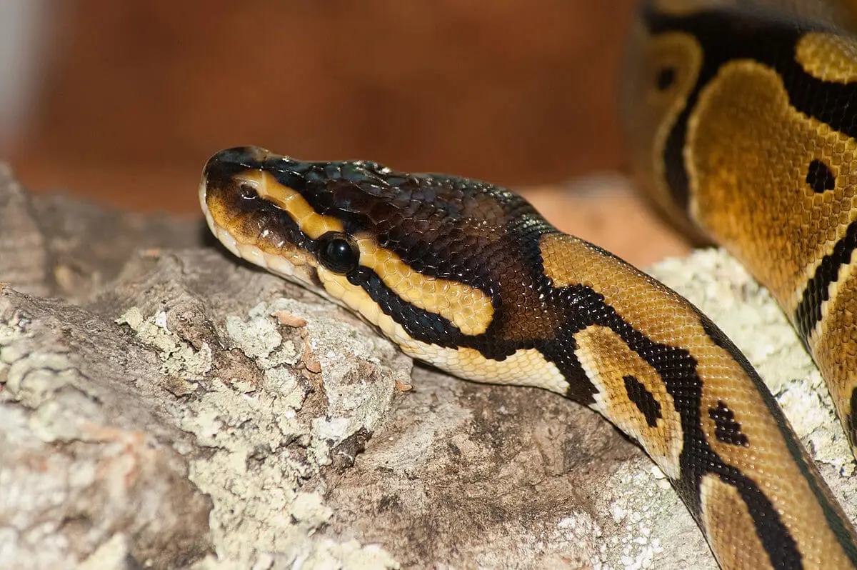 Ball-Python 22