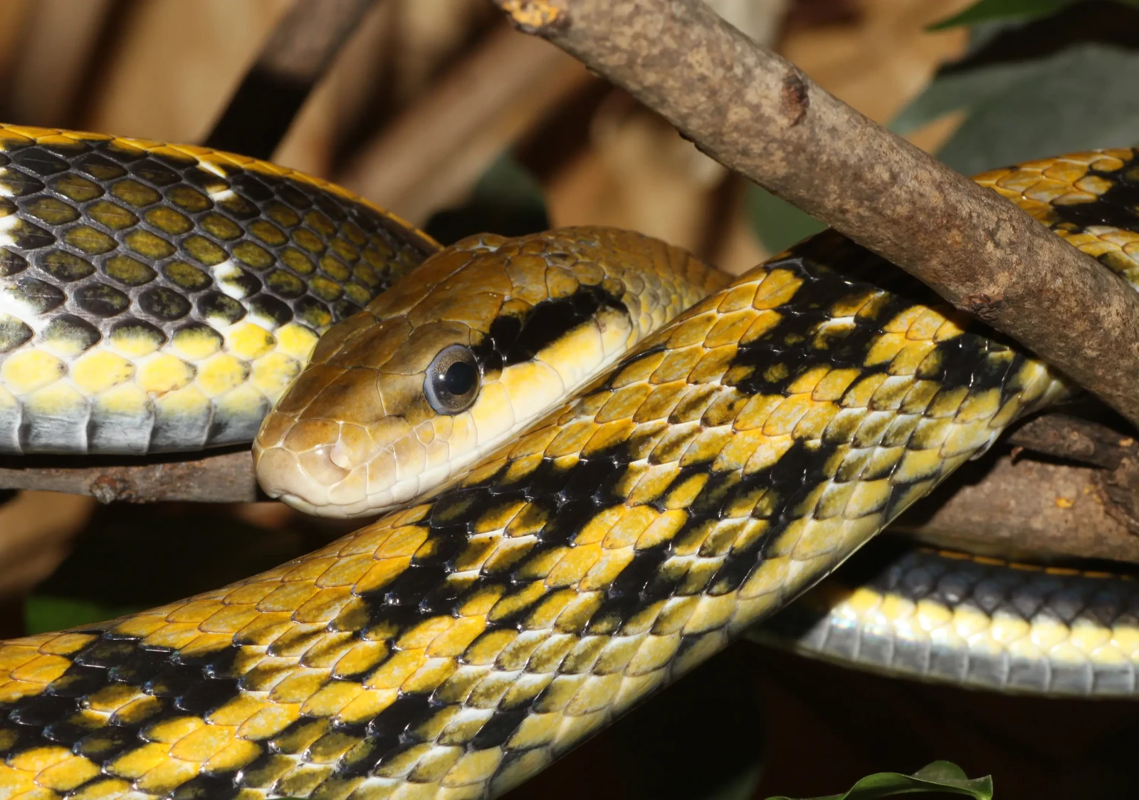 La Couleuvre Ratière Asiatique : un serpent calme qui grimpe aux murs