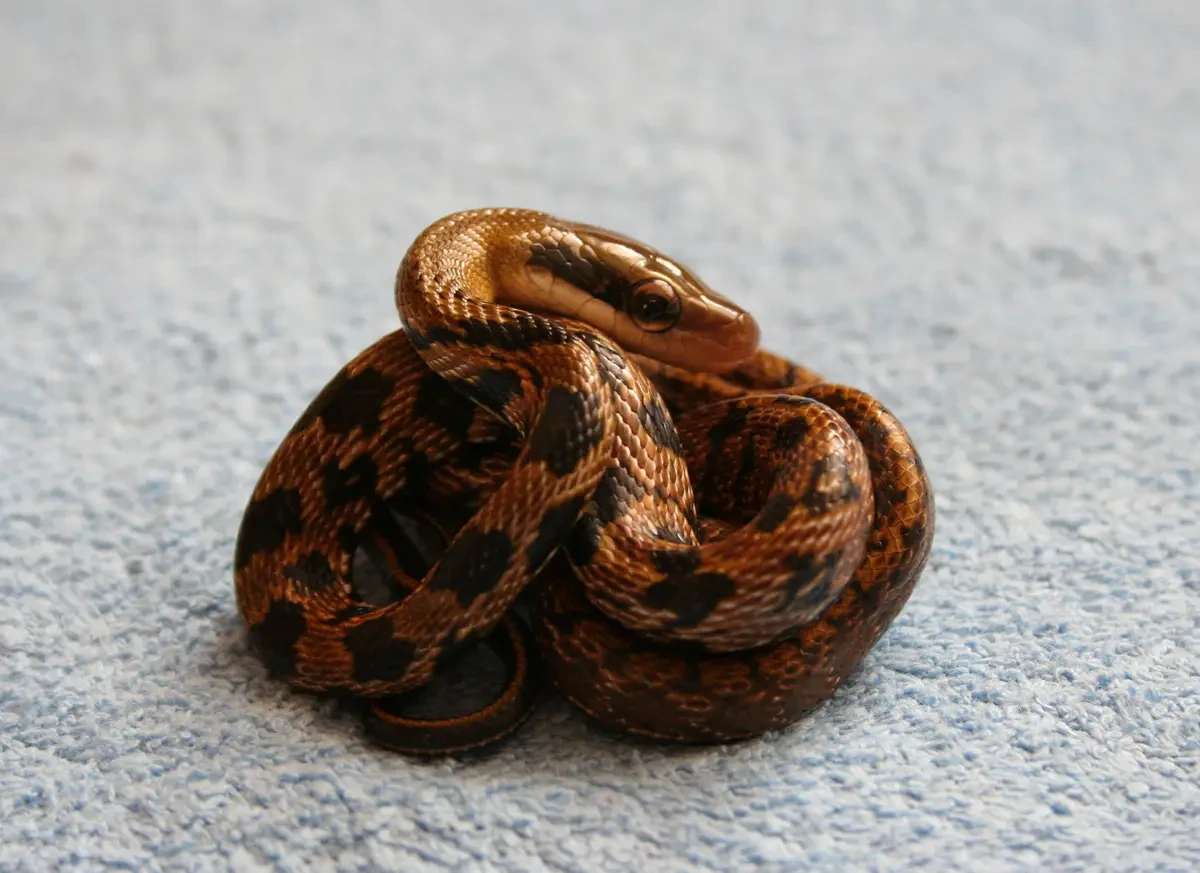 Couleuvre ratière asiatique