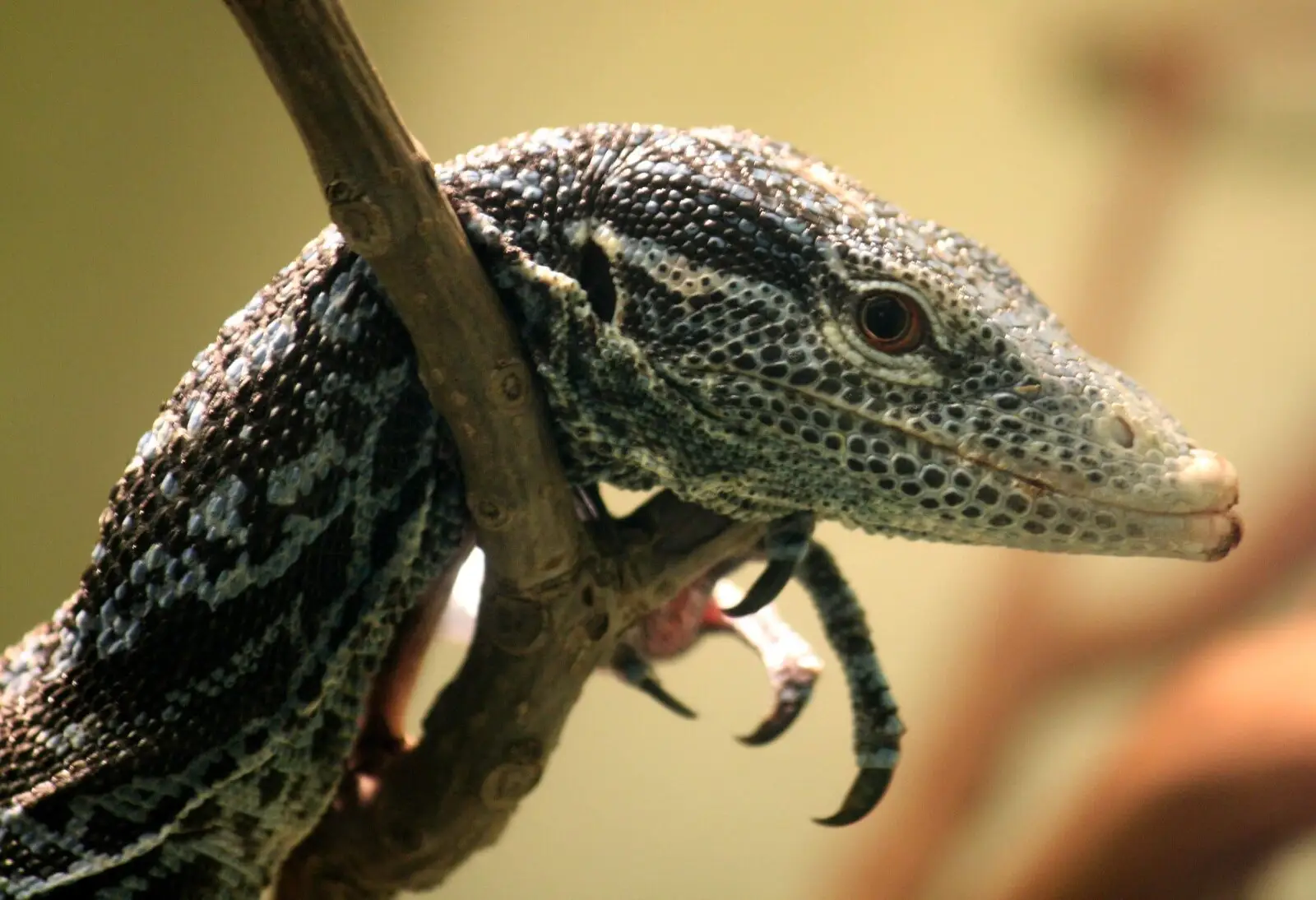 Varan bleu arboricole : un joyau de la canopée découvert en 2001