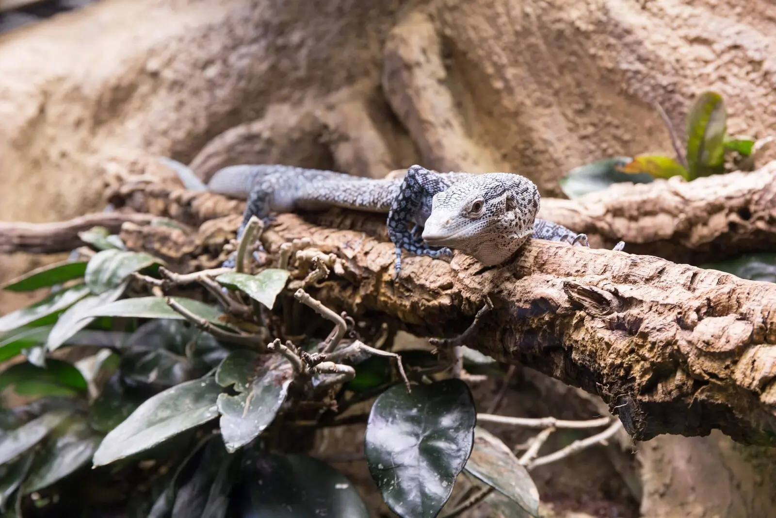 Varan bleu arboricole