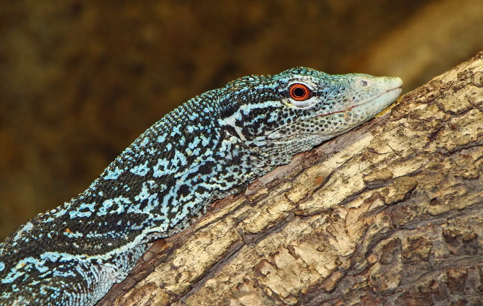 Varan bleu arboricole
