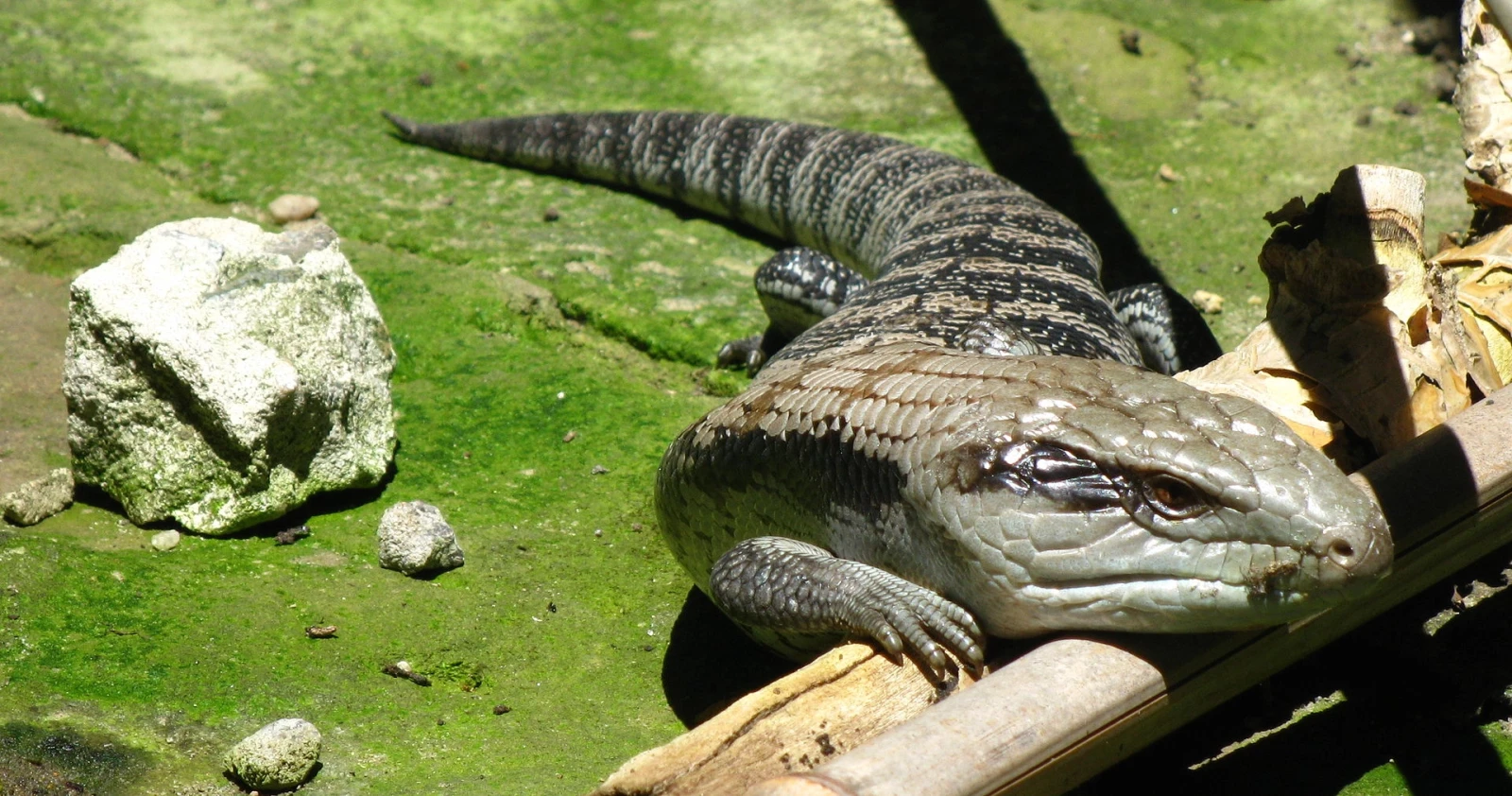Blue-Tongued-Lizard 01