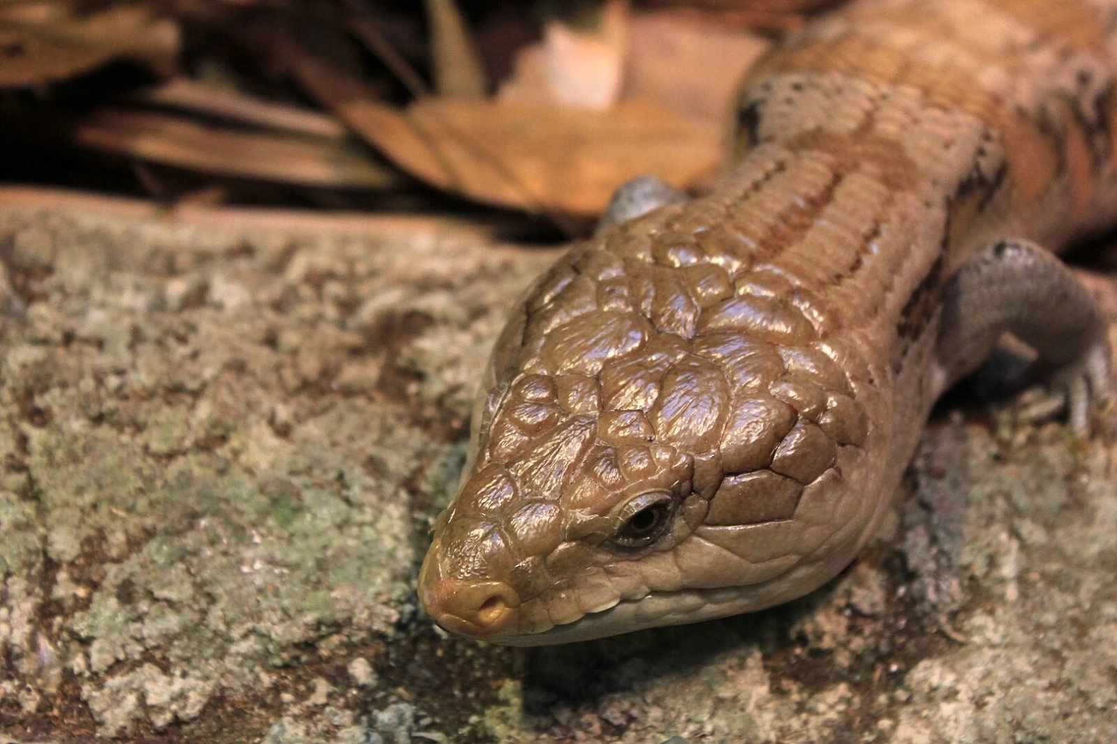 Blue-Tongued-Lizard 02