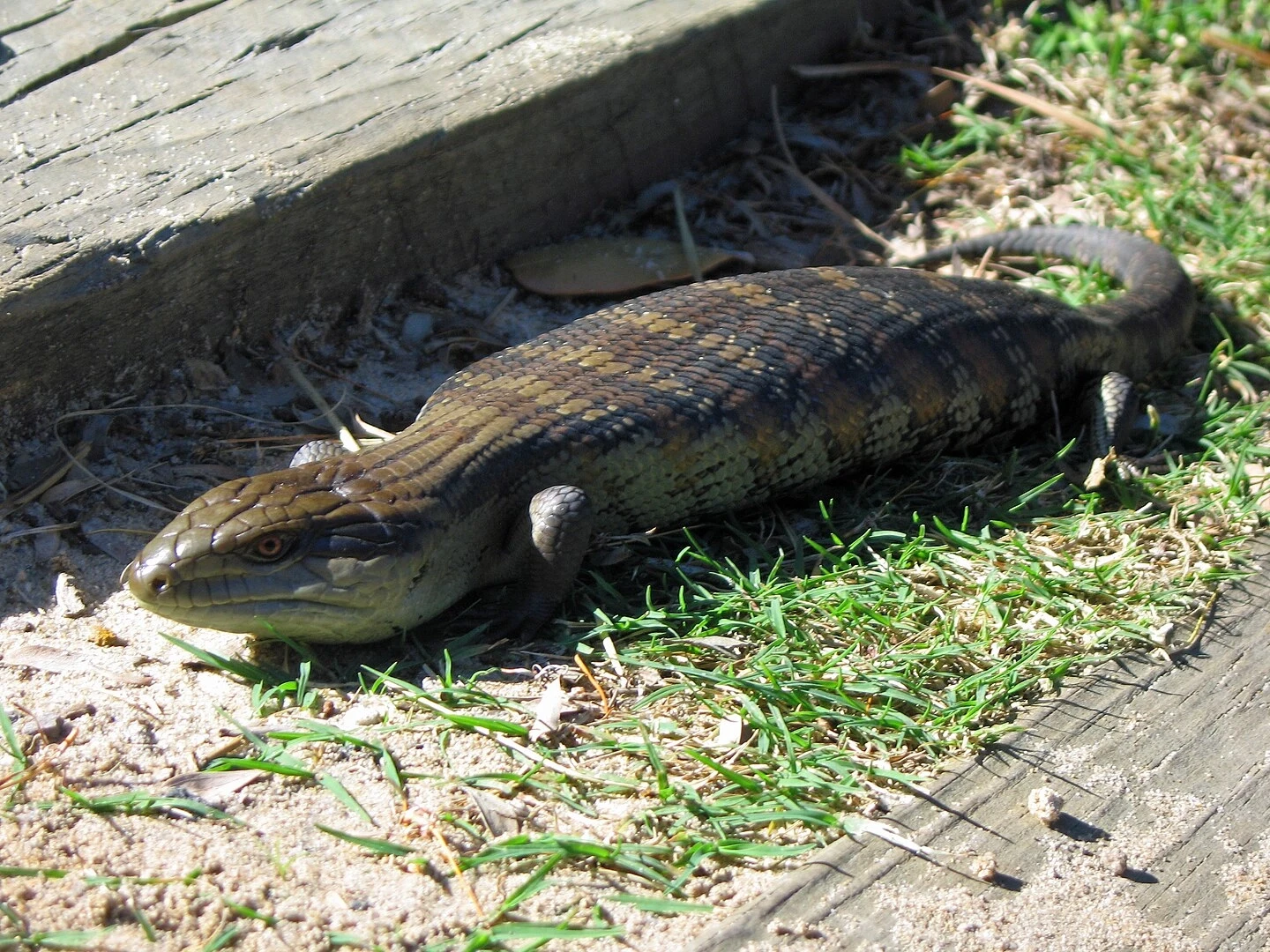 Blue-Tongued-Lizard 03