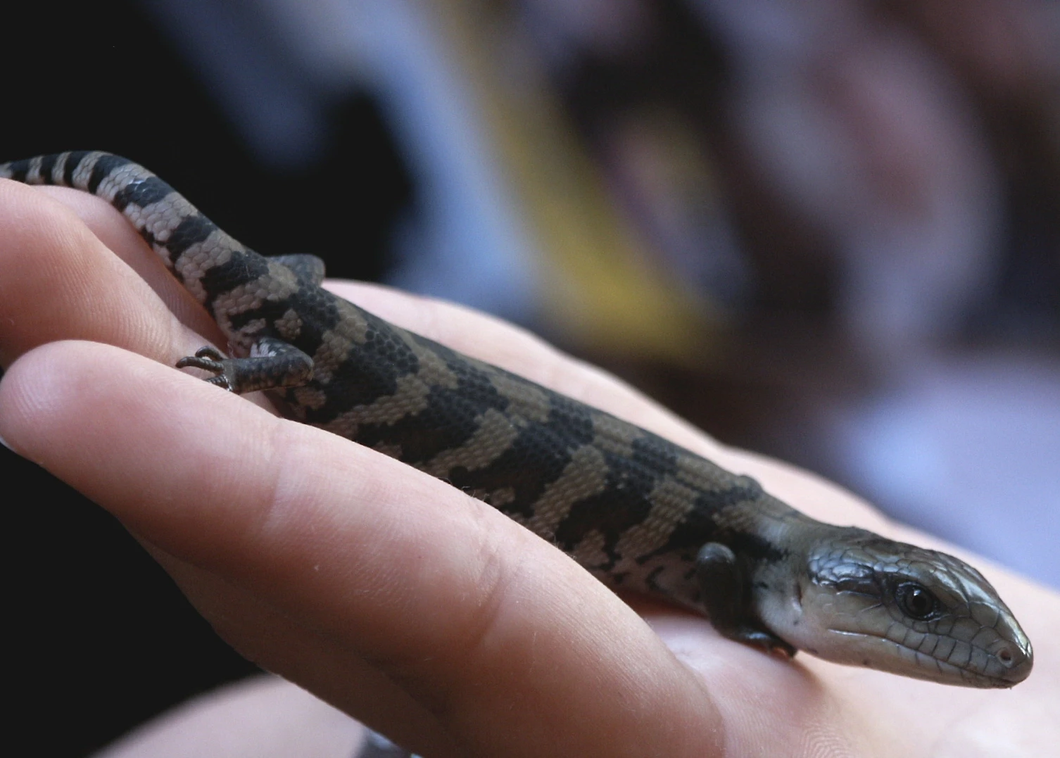 Blue-Tongued-Lizard 05