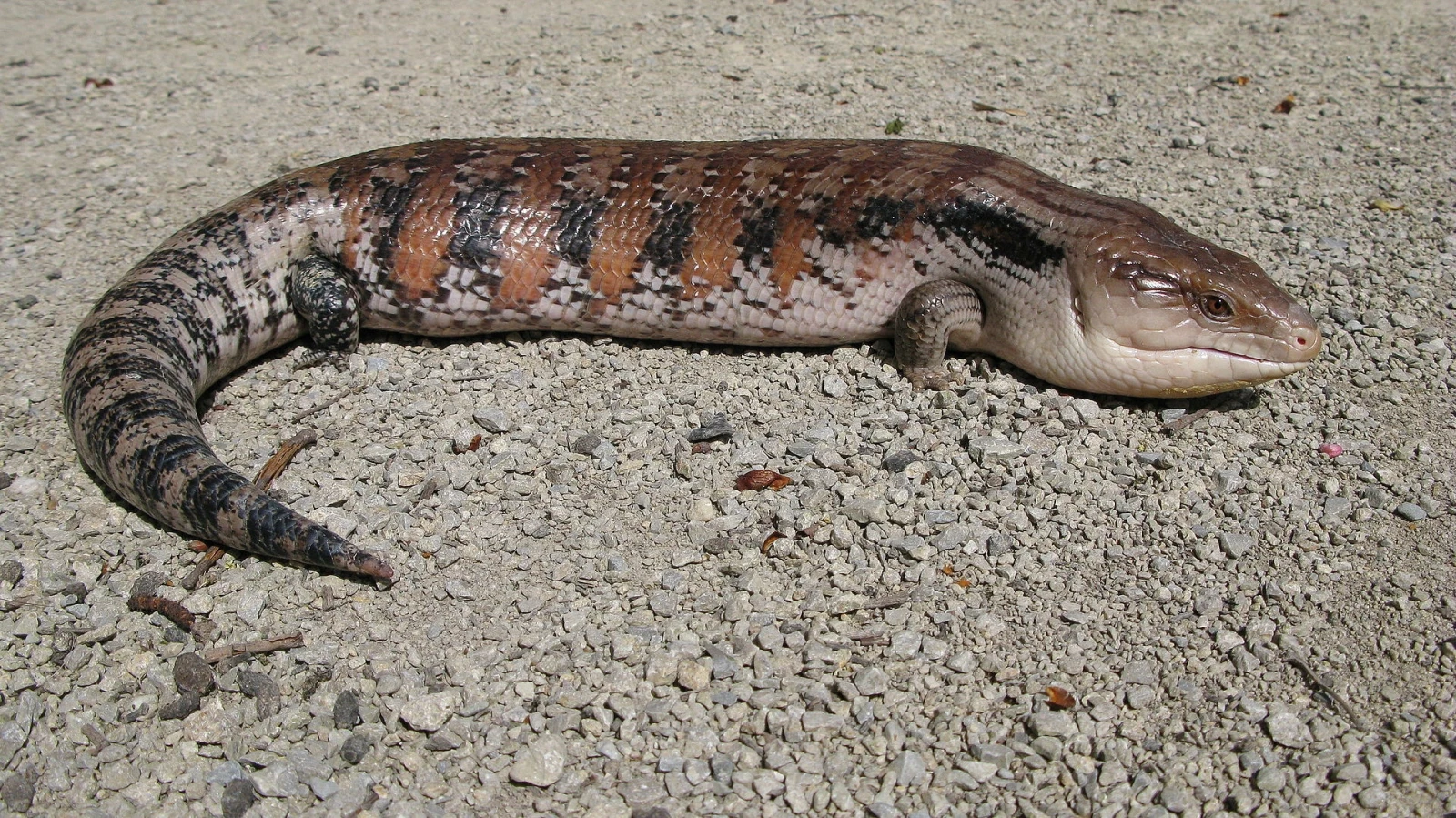 Blue-Tongued-Lizard 06