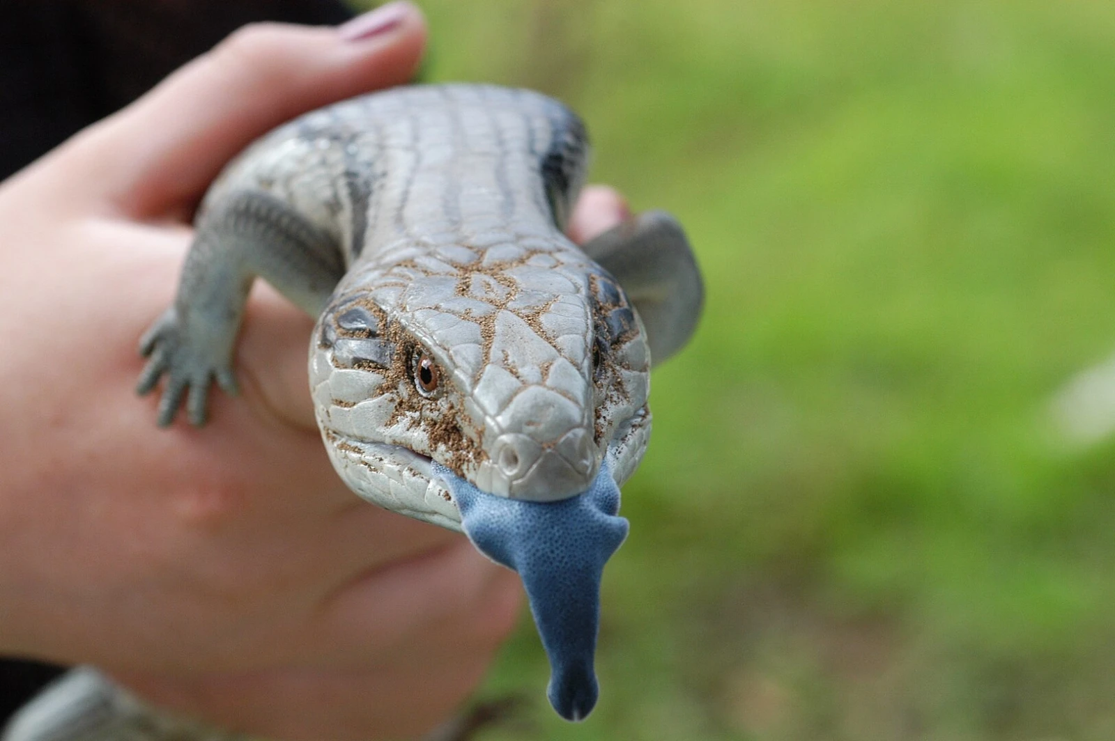 Blue-Tongued-Lizard 07