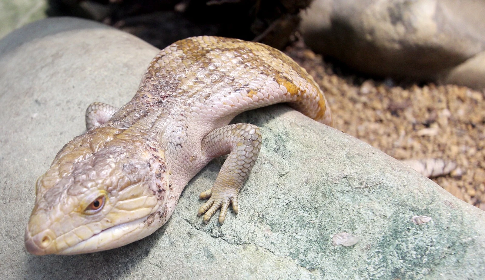 Blue-Tongued-Lizard 08