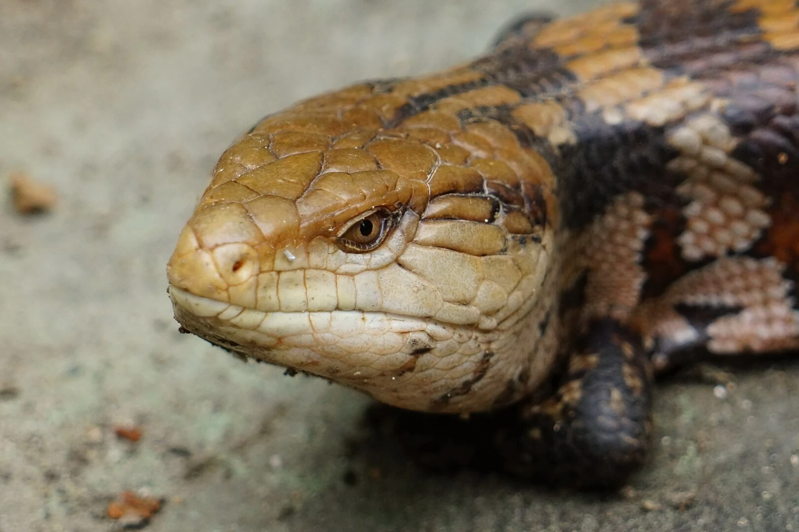 Blue-Tongued-Lizard 09