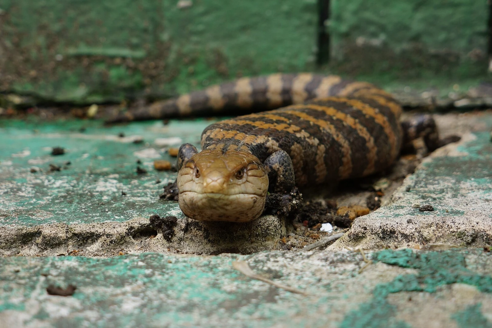 Blue-Tongued-Lizard 10