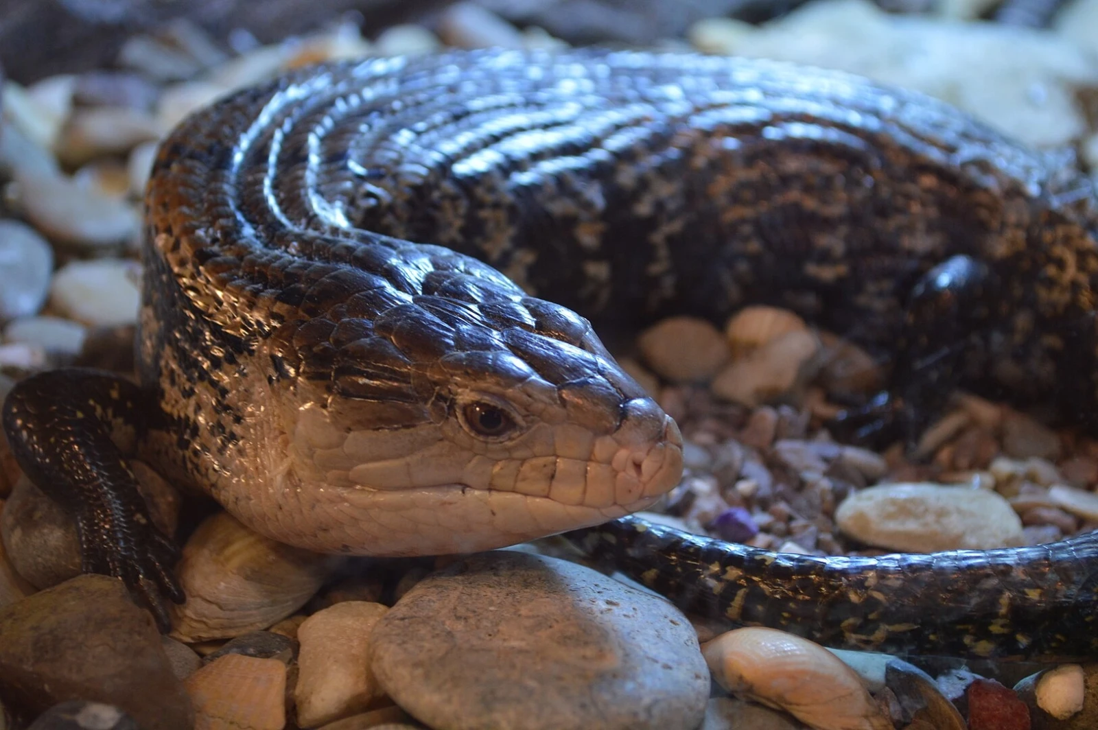 Blue-Tongued-Lizard 11