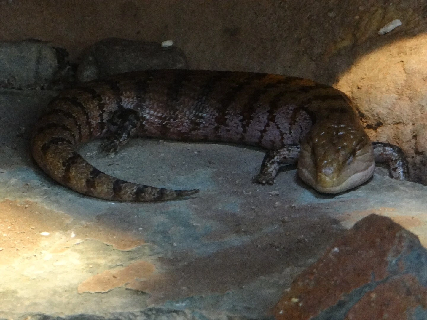 Blue-Tongued-Lizard 12