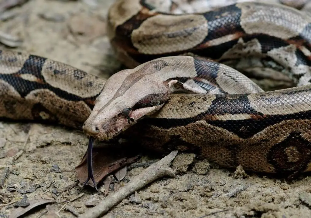 Boa constricteur : 30 millions d'années de perfection