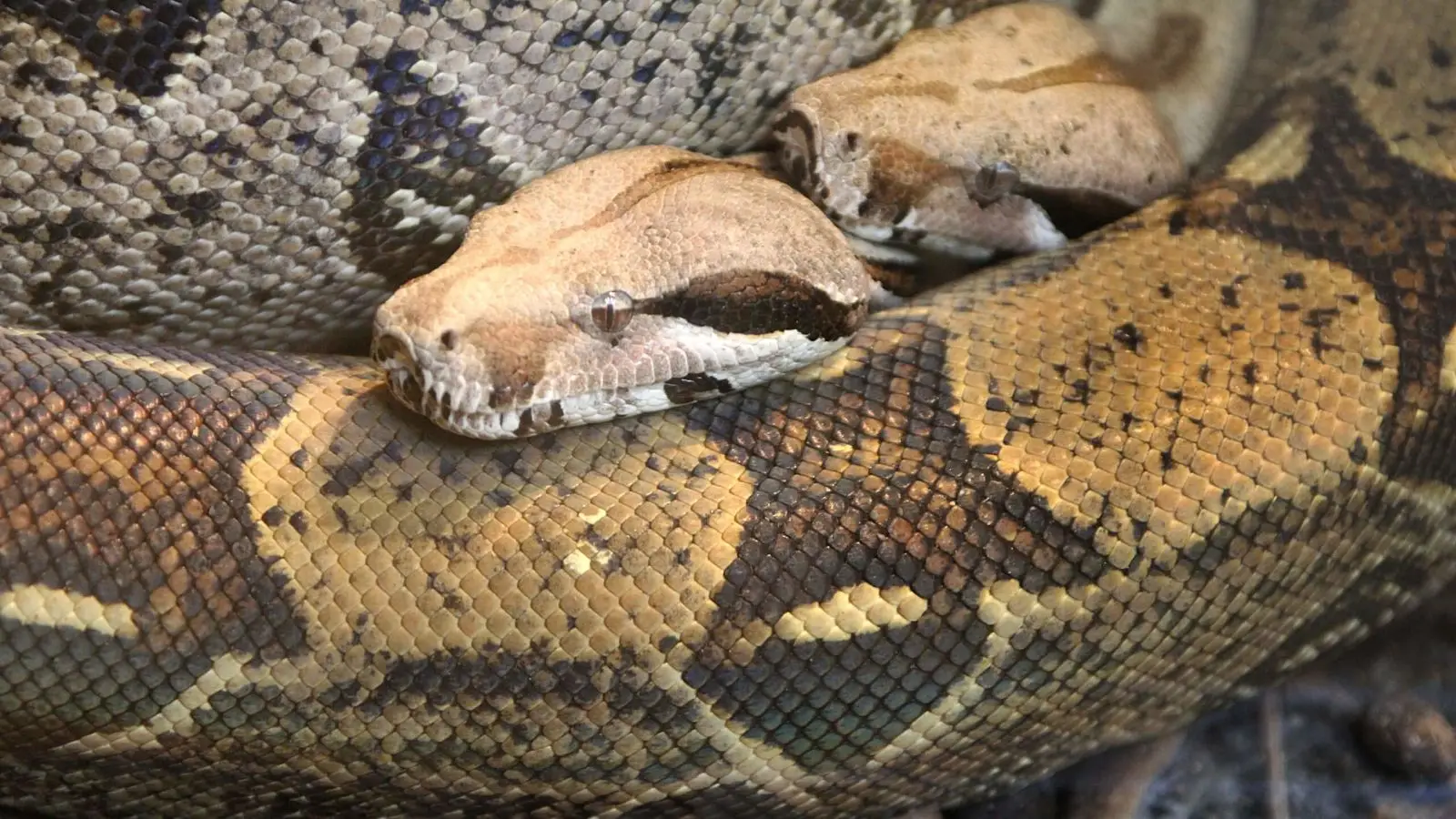 Boa constricteur