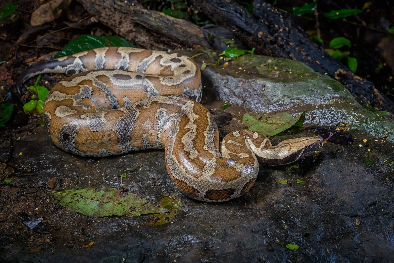 Un constricteur de sol forestier aux mille reflets