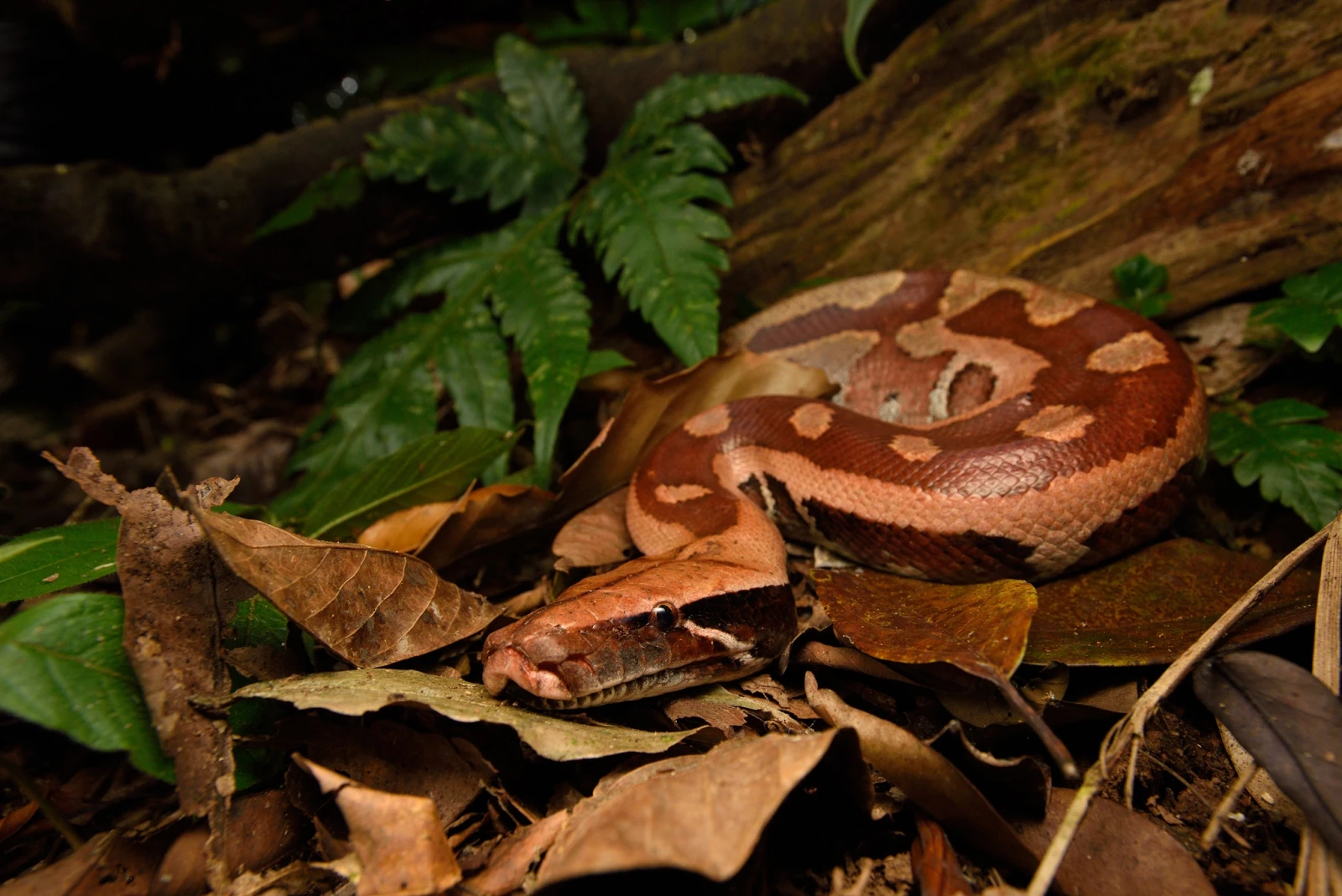 Python sanguin