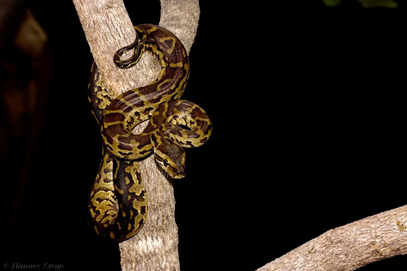 Burmese-Python 01