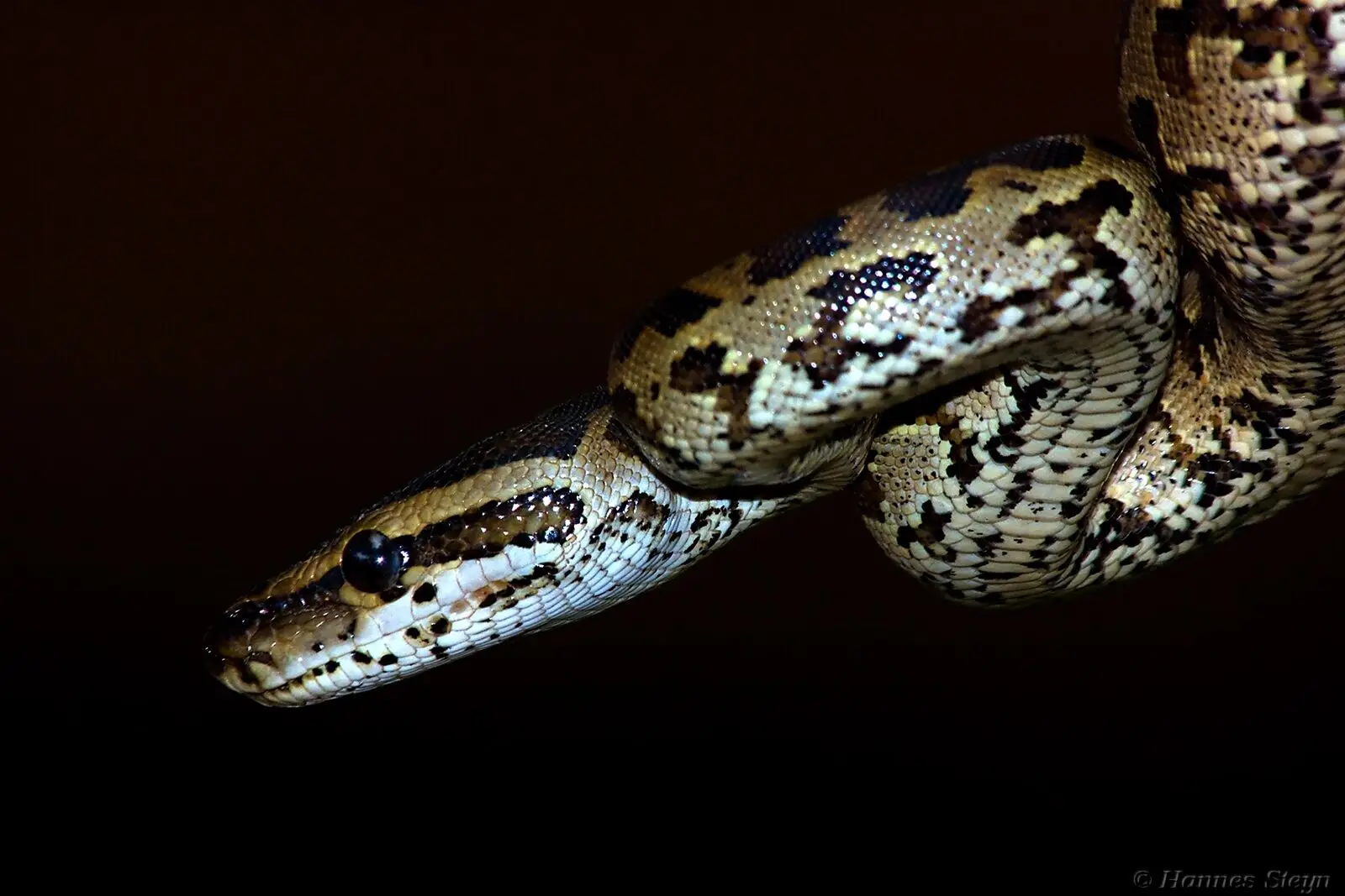 Burmese-Python 02