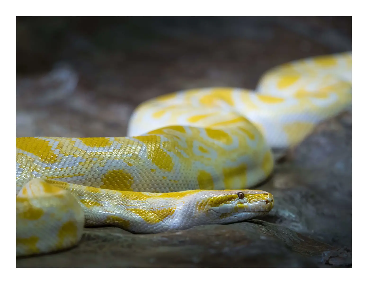 Burmese-Python 03