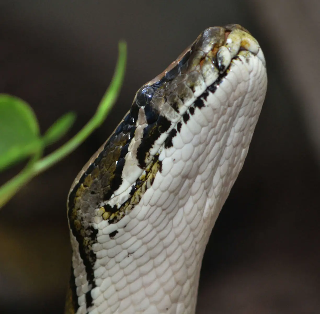Burmese-Python 04